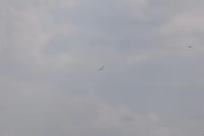 DSC_4034 (Large).JPG